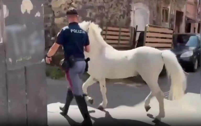 Catania, operazione “Zoccolo duro”: la Polizia denuncia 7 persone per maltrattamento di animali; sequestrati 23 cavalli e farmaci dopanti, sanzioni per oltre 50mila euro