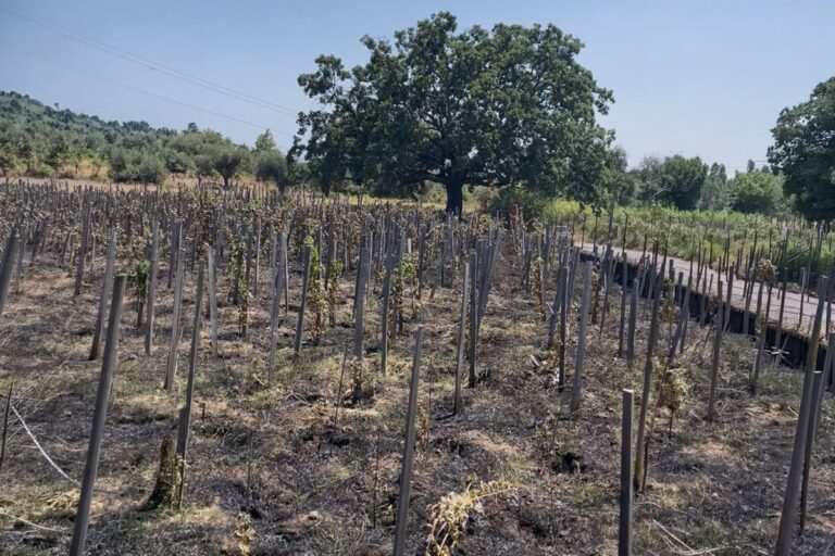 Incendi nel Catanese devastano alcune aziende agricole: condanna e richiesta di interventi da Confagricoltura