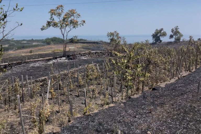 Incendi, Regione Siciliana stanzia 25 milioni per i primi interventi. Il presidente Schifani: «Risorse immediate per sostenere sistema produttivo e rilanciare territori colpiti dai roghi»