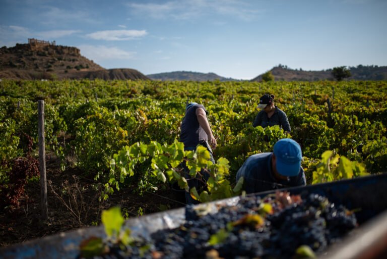 Inizia la vendemmia 2026 in Sicilia: un viaggio lungo circa cento giorni