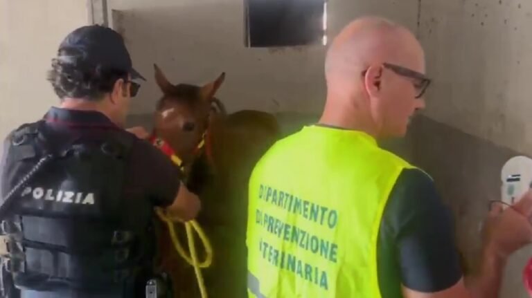 Catania, Polizia fa irruzione in una stalla abusiva e salva puledro